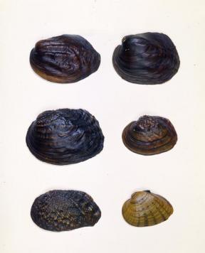 mussels